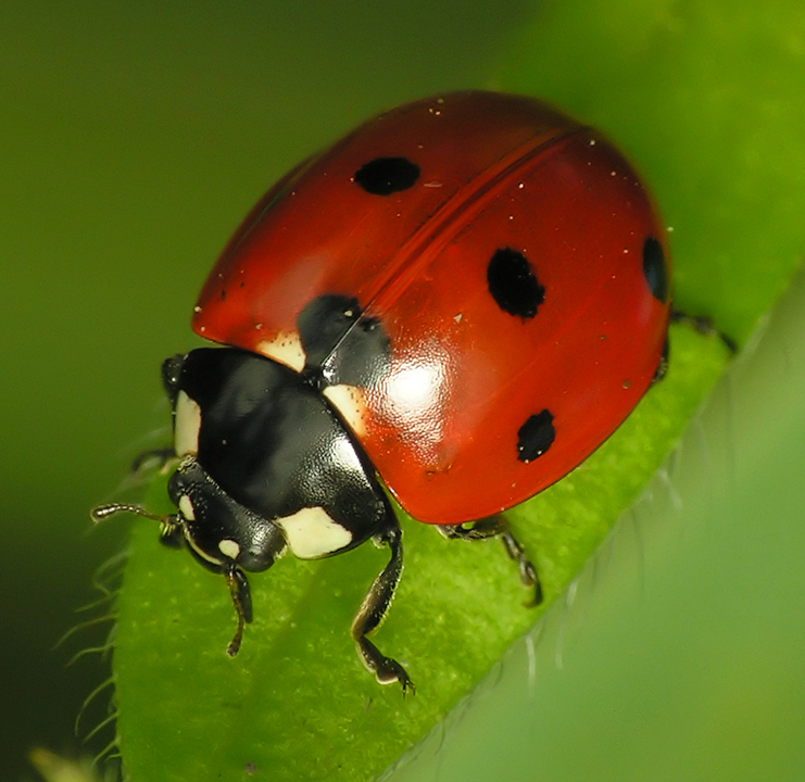 Photo of a ladybug